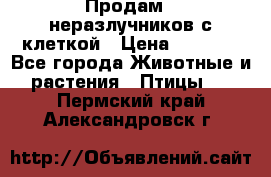 Продам 2 неразлучников с клеткой › Цена ­ 2 500 - Все города Животные и растения » Птицы   . Пермский край,Александровск г.